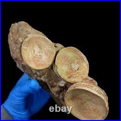 Top Associated 3 Otodus obliquus Shark Vertebrae Bone Paleocene in matrix