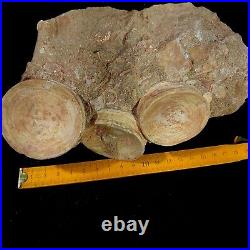 Top Associated 3 Otodus obliquus Shark Vertebrae Bone Paleocene in matrix