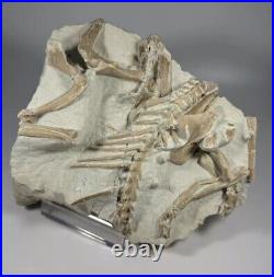 Top Rabbit Fossil Skeleton From White River Formation Wyoming, Mammal Fossil