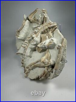 Top Rabbit Fossil Skeleton From White River Formation Wyoming, Mammal Fossil