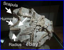 Top Rabbit Fossil Skeleton From White River Formation Wyoming, Mammal Fossil