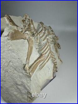 Top Rabbit Fossil Skeleton From White River Formation Wyoming, Mammal Fossil