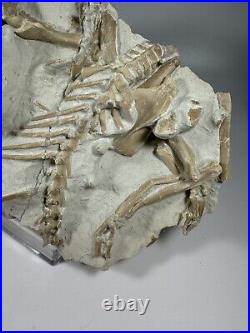 Top Rabbit Fossil Skeleton From White River Formation Wyoming, Mammal Fossil