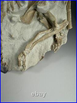 Top Rabbit Fossil Skeleton From White River Formation Wyoming, Mammal Fossil