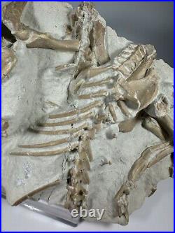 Top Rabbit Fossil Skeleton From White River Formation Wyoming, Mammal Fossil