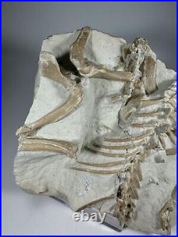 Top Rabbit Fossil Skeleton From White River Formation Wyoming, Mammal Fossil