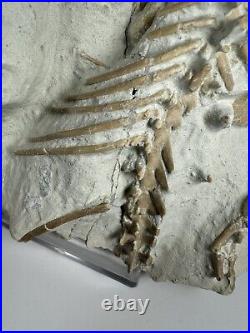 Top Rabbit Fossil Skeleton From White River Formation Wyoming, Mammal Fossil