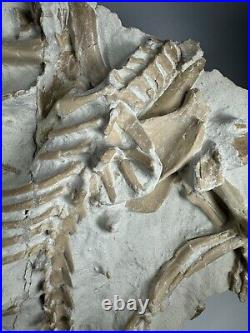 Top Rabbit Fossil Skeleton From White River Formation Wyoming, Mammal Fossil