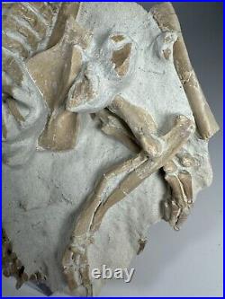 Top Rabbit Fossil Skeleton From White River Formation Wyoming, Mammal Fossil