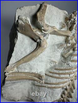 Top Rabbit Fossil Skeleton From White River Formation Wyoming, Mammal Fossil