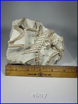 Top Rabbit Fossil Skeleton From White River Formation Wyoming, Mammal Fossil