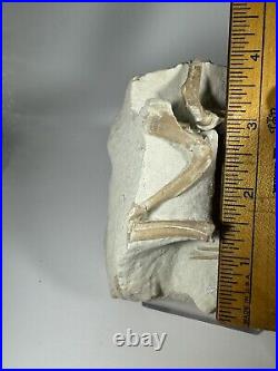 Top Rabbit Fossil Skeleton From White River Formation Wyoming, Mammal Fossil