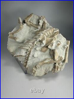 Top Rabbit Fossil Skeleton From White River Formation Wyoming, Mammal Fossil