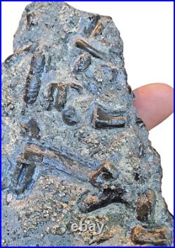 Triassic Pachystropheus Reptile Bone + Bony Fish Multi Fossil Display UK 208 Mya