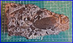 Triassic Pachystropheus Reptile Bone + Bony Fish Multi Fossil Display UK 208 Mya