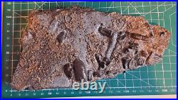 Triassic Pachystropheus Reptile Bone + Bony Fish Multi Fossil Display UK 208 Mya