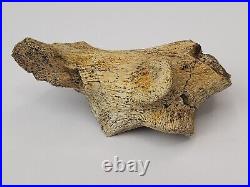 Triceratops/Edmontosaurus 9 Bone Bulk Lot Hell Creek Fm. Wibaux Co, MT