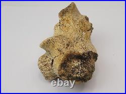 Triceratops/Edmontosaurus 9 Bone Bulk Lot Hell Creek Fm. Wibaux Co, MT