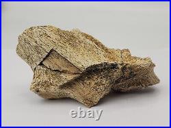 Triceratops/Edmontosaurus 9 Bone Bulk Lot Hell Creek Fm. Wibaux Co, MT