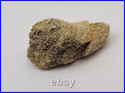 Triceratops/Edmontosaurus 9 Bone Bulk Lot Hell Creek Fm. Wibaux Co, MT