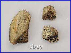 Triceratops/Edmontosaurus 9 Bone Bulk Lot Hell Creek Fm. Wibaux Co, MT