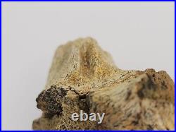 Triceratops/Edmontosaurus 9 Bone Bulk Lot Hell Creek Fm. Wibaux Co, MT