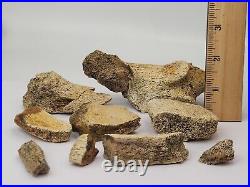 Triceratops/Edmontosaurus 9 Bone Bulk Lot Hell Creek Fm. Wibaux Co, MT