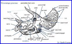 Triceratops Prefrontal Nasal Bone Hell Creek MT RARE HUGE DINOSAUR FOSSIL L@@K