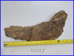 Triceratops Prefrontal Nasal Bone Hell Creek MT RARE HUGE DINOSAUR FOSSIL L@@K