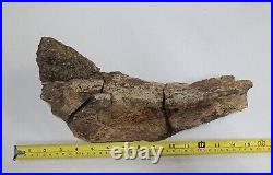 Triceratops Prefrontal Nasal Bone Hell Creek MT RARE HUGE DINOSAUR FOSSIL L@@K