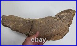 Triceratops Prefrontal Nasal Bone Hell Creek MT RARE HUGE DINOSAUR FOSSIL L@@K