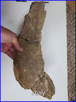 Triceratops Prefrontal Nasal Bone Hell Creek MT RARE HUGE DINOSAUR FOSSIL L@@K