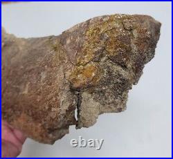 Triceratops Prefrontal Nasal Bone Hell Creek MT RARE HUGE DINOSAUR FOSSIL L@@K