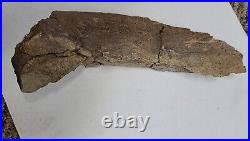 Triceratops Prefrontal Nasal Bone Hell Creek MT RARE HUGE DINOSAUR FOSSIL L@@K