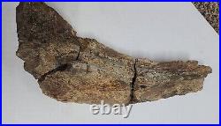 Triceratops Prefrontal Nasal Bone Hell Creek MT RARE HUGE DINOSAUR FOSSIL L@@K