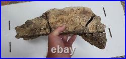 Triceratops Prefrontal Nasal Bone Hell Creek MT RARE HUGE DINOSAUR FOSSIL L@@K