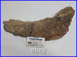 Triceratops Prefrontal Nasal Bone Hell Creek MT RARE HUGE DINOSAUR FOSSIL L@@K