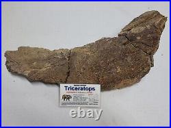 Triceratops Prefrontal Nasal Bone Hell Creek MT RARE HUGE DINOSAUR FOSSIL L@@K