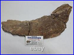 Triceratops Prefrontal Nasal Bone Hell Creek MT RARE HUGE DINOSAUR FOSSIL L@@K