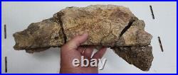 Triceratops Prefrontal Nasal Bone Hell Creek MT RARE HUGE DINOSAUR FOSSIL L@@K