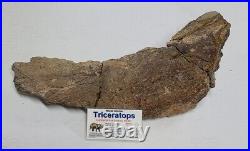 Triceratops Prefrontal Nasal Bone Hell Creek MT RARE HUGE DINOSAUR FOSSIL L@@K