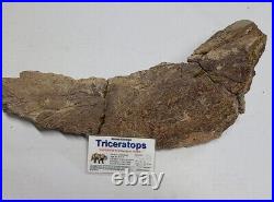 Triceratops Prefrontal Nasal Bone Hell Creek MT RARE HUGE DINOSAUR FOSSIL L@@K