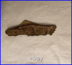 Triceratops fossil body armor Dinosaur Bone