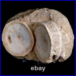 Two 76MM Otodus Obliquus Shark Vertebrae Fossil Bone In Matrix Morocco COA