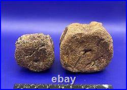 Two Edmontosaurus Vertebrae Genuine Dinosaur Bone Fossils