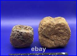 Two Edmontosaurus Vertebrae Genuine Dinosaur Bone Fossils