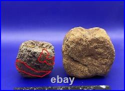 Two Edmontosaurus Vertebrae Genuine Dinosaur Bone Fossils