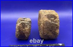 Two Edmontosaurus Vertebrae Genuine Dinosaur Bone Fossils