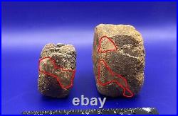 Two Edmontosaurus Vertebrae Genuine Dinosaur Bone Fossils