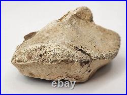 Tyrannosaur (Likely) Toe Bone Fossil Dinosaur Hell Creek Fm Wibaux Co, MT